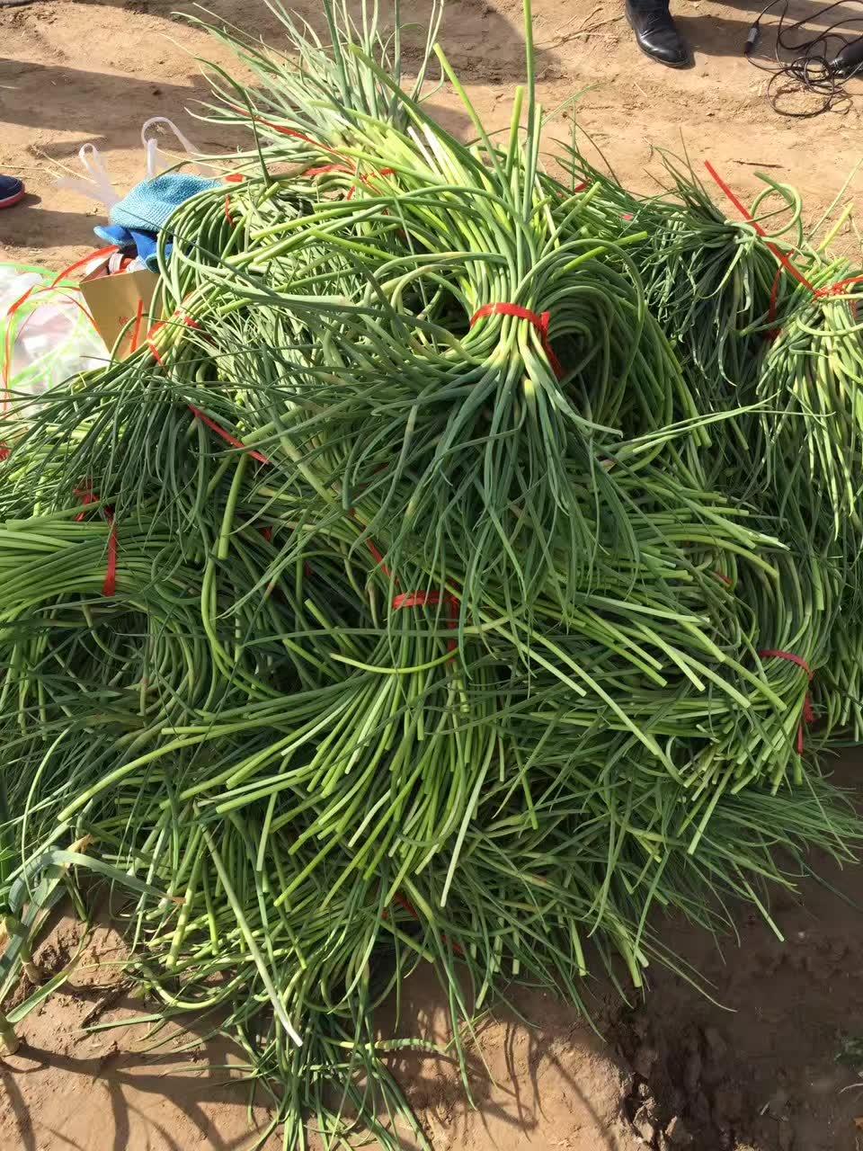 菏泽蒜苔喜迎丰收，价格看涨，市场前景光明