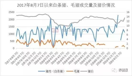 生猪交易市场迎来喜人行情：最新价格看涨！